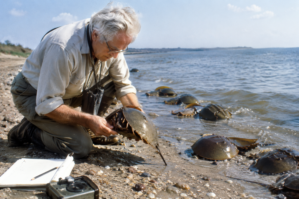 file_00000000f7808208bbd397c3b0010ffe-1024x683 Dr. Carl N. Shuster Jr.: The Man Who Unlocked the Secrets of a 450-Million-Year-Old Survivor